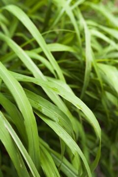 Limon Otu – Cymbopogon citratus (30-40cm)