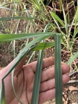 Limon Otu – Cymbopogon citratus (30-40cm)