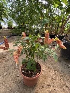 Kırmızı Karides Çiçeği (Justicia brandegeeana)