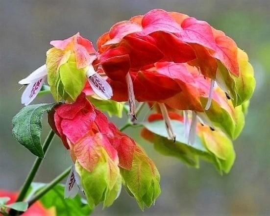 Kırmızı Karides Çiçeği (Justicia brandegeeana)