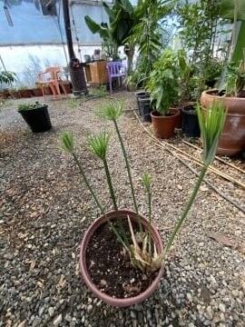 Papirüs Bitkisi (Cyperus alternifolius) (60-130cm)