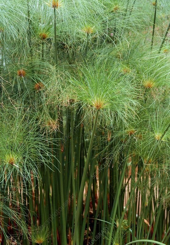 Papirüs Bitkisi (Cyperus alternifolius) (60-130cm)