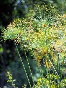 Papirüs Bitkisi (Cyperus alternifolius) (60-130cm)