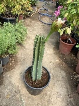 Cereus peruviana – Peru Sütun Kaktüsü(50-70)
