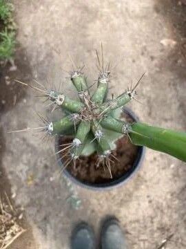 Cereus peruviana – Peru Sütun Kaktüsü(50-70)