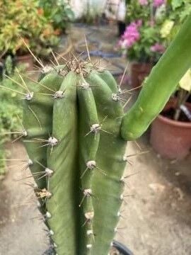 Cereus peruviana – Peru Sütun Kaktüsü(50-70)
