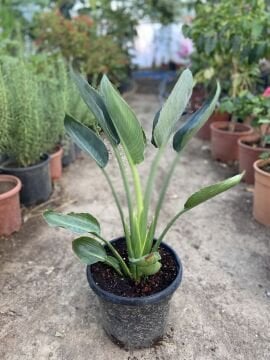 Starliçe reginae – Starliçe / Cennet Kuşu Çiçeği