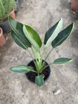 Starliçe reginae – Starliçe / Cennet Kuşu Çiçeği