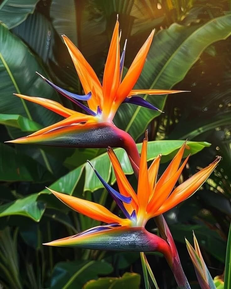 Starliçe reginae – Starliçe / Cennet Kuşu Çiçeği