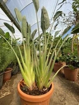 Starliçe reginae ‘Gold’ – 2 Köklü Cennet Kuşu Çiçeği