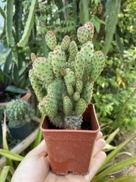 Opuntia microdasys ‘Rufida Minor’ – Minyatür Tavşan Kulağı Kaktüsü