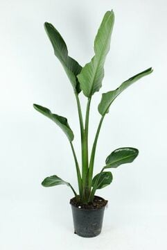 Starliçe Nicolai – Dev Starliçe (Cennet Kuşu Çiçeği)