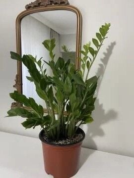 Zamioculcas Zamiifolia (Zamiya) – 10–20 cm Saksılı Fidan