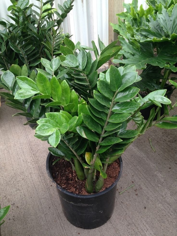 Zamioculcas Zamiifolia (Zamiya) – 10–20 cm Saksılı Fidan