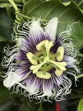Pasiflora Fidanı – Çarkıfelek Çiçeği (Passiflora caerulea) 10-20cm