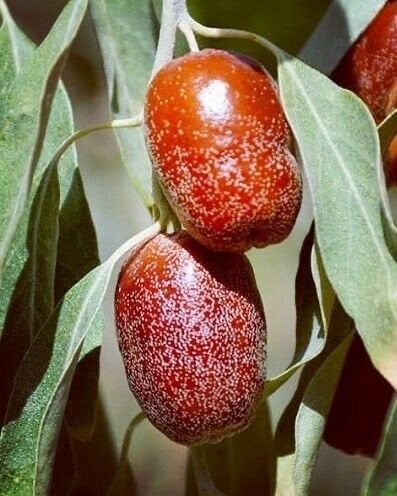 İğde Fidanı – Elaeagnus angustifolia (40-50cm)