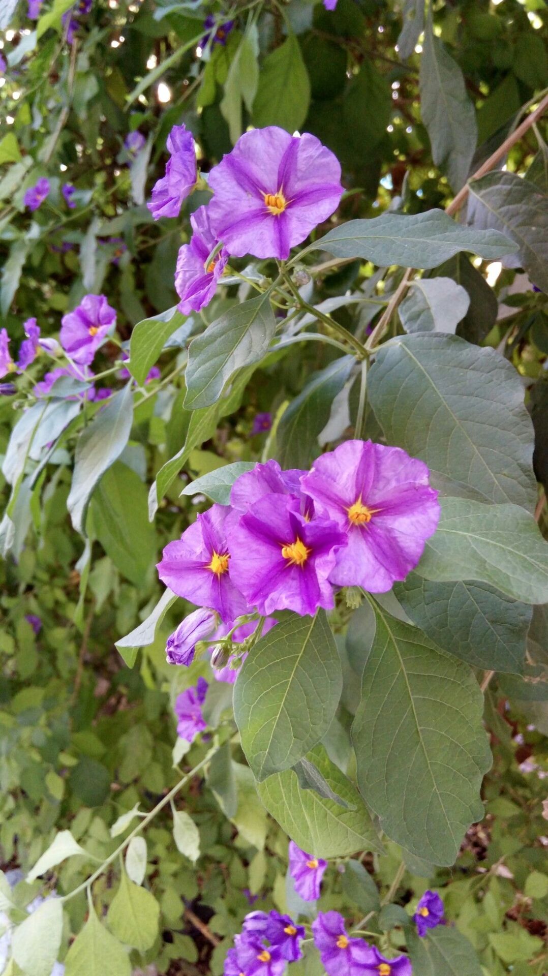 Ağaç Maviş Fidanı (Solanum rantonnetii) – Mor Mavi Çiçekli Bodur Ağaç