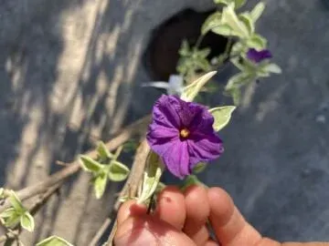 Ağaç Maviş Fidanı (Solanum rantonnetii) – Mor Mavi Çiçekli Bodur Ağaç
