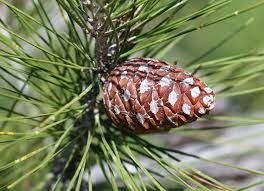 Kızılçam Fidanı (Pinus brutia) – Hızlı Gelişen Yerli Çam Türü