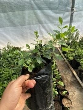 Çilek Guava Fidanı (Psidium cattleianum) – Aromatik Tropik Meyve Torbalı