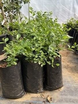 Çilek Guava Fidanı (Psidium cattleianum) – Aromatik Tropik Meyve Torbalı