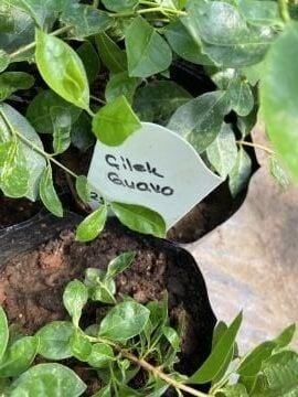 Çilek Guava Fidanı (Psidium cattleianum) – Aromatik Tropik Meyve Torbalı