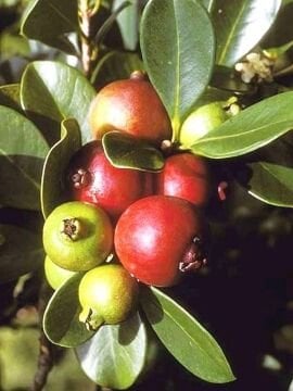 Çilek Guava Fidanı (Psidium cattleianum) – Aromatik Tropik Meyve Torbalı