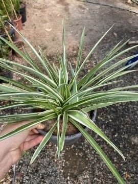 Kurdele Çiçeği – Hava Temizleyen Dekoratif Saksı Bitkisi