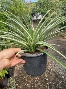 Kurdele Çiçeği – Hava Temizleyen Dekoratif Saksı Bitkisi