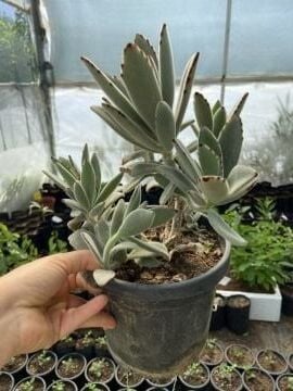 Kalanchoe Tomentosa (Panda Plant) Sukulent