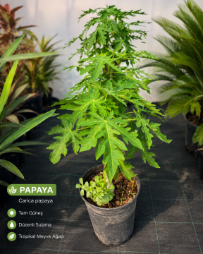 Papaya Fidanı | Tropikal Meyve