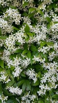 Arap Yasemini Fidanı | Mis Kokulu Çiçek