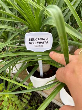 Nolina (Beucarnea Recurvata) 15-25cm