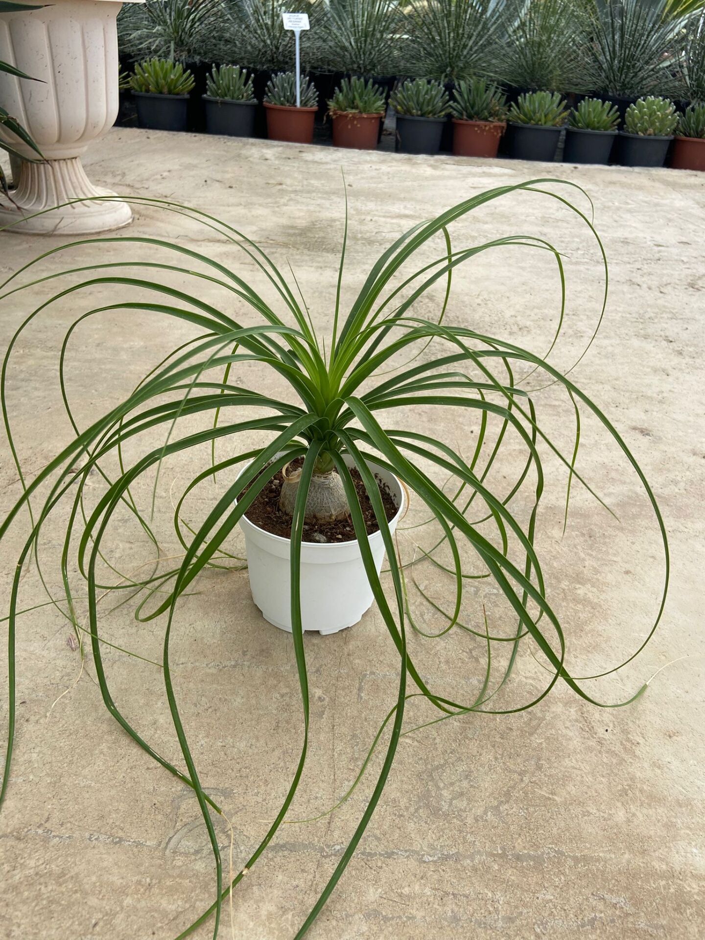 Nolina (Beucarnea Recurvata) 15-25cm