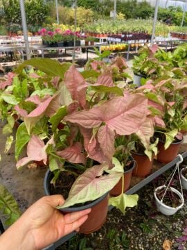 Pembe Melek Kanadı (Syngonium Pink)