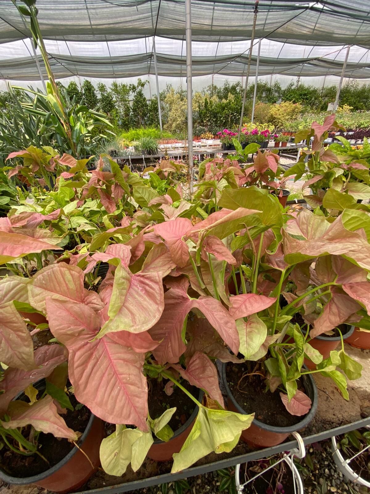 Pembe Melek Kanadı (Syngonium Pink)