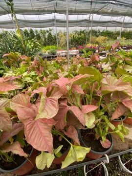 Pembe Melek Kanadı (Syngonium Pink)