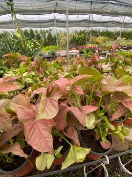 Pembe Melek Kanadı (Syngonium Pink)