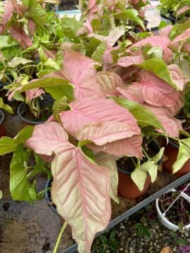 Pembe Melek Kanadı (Syngonium Pink)