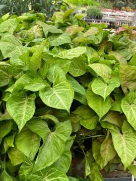 Melek Kanadı (Syngonium ‘Pixie’)