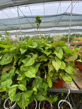 Melek Kanadı (Syngonium ‘Pixie’)