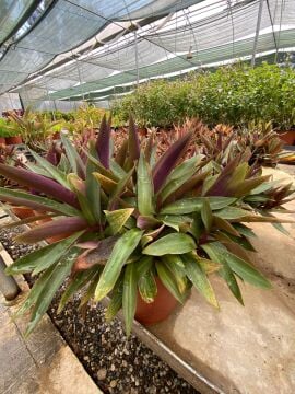 Tradescantia spathacea (Top Telgraf Çiçeği)