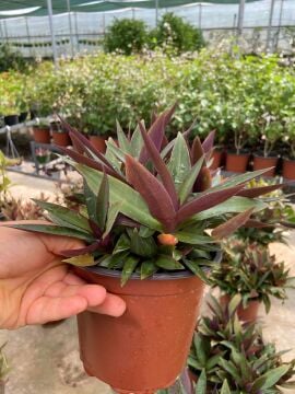 Tradescantia spathacea (Top Telgraf Çiçeği)