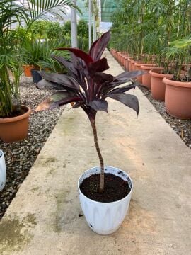 Cordyline fruticosa ‘Rumba’ (Kızıl Kardeş Çiçeği) – 30-40 cm