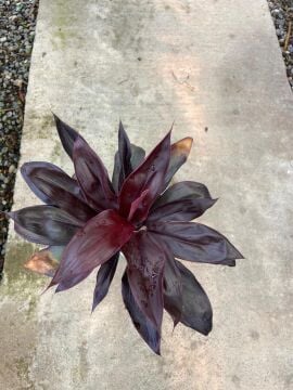 Cordyline fruticosa ‘Rumba’ (Kızıl Kardeş Çiçeği) – 30-40 cm