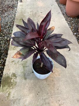 Cordyline fruticosa ‘Rumba’ (Kızıl Kardeş Çiçeği) – 30-40 cm