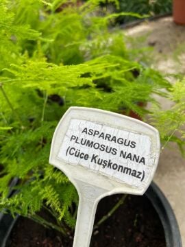 Asparagus Plumosus Nana (Cüce Kuşkonmaz)