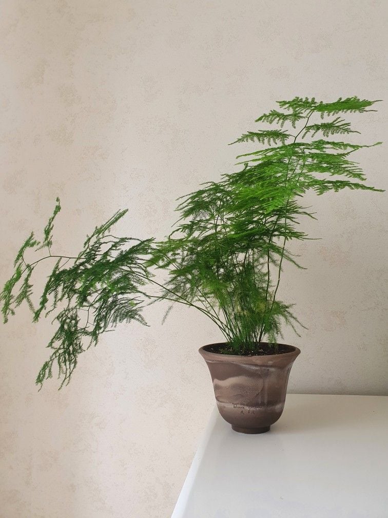 Asparagus Plumosus Nana (Cüce Kuşkonmaz)