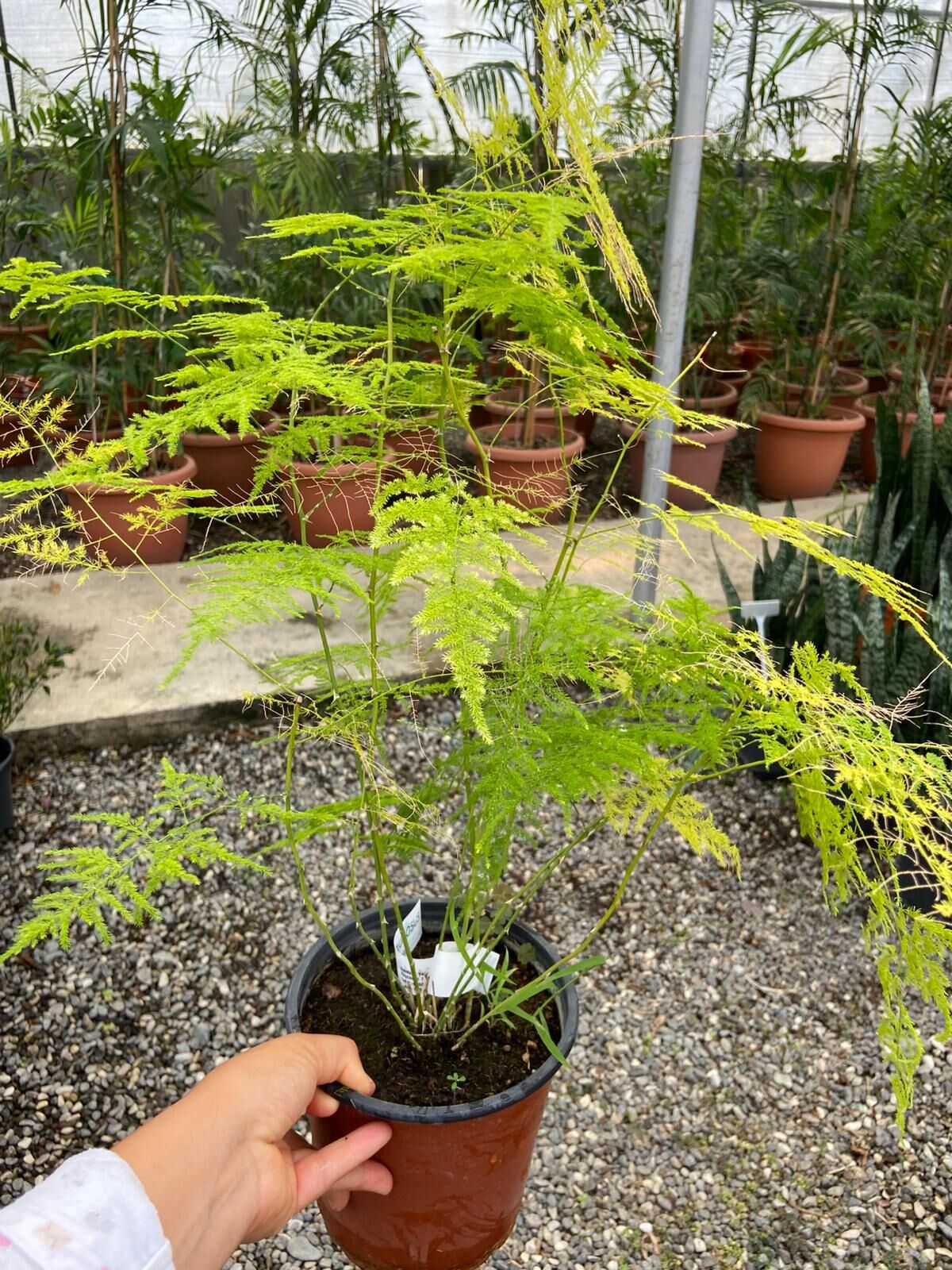 Asparagus Plumosus Nana (Cüce Kuşkonmaz)