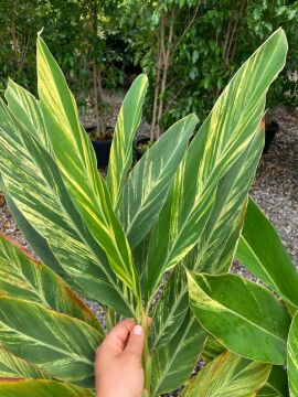 Alpinia zerumbet ‘Variegata’ – Alacalı Zencefil Fidesi 40-70cm